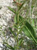Scrophularia cretacea