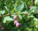 Berberis sphaerocarpa