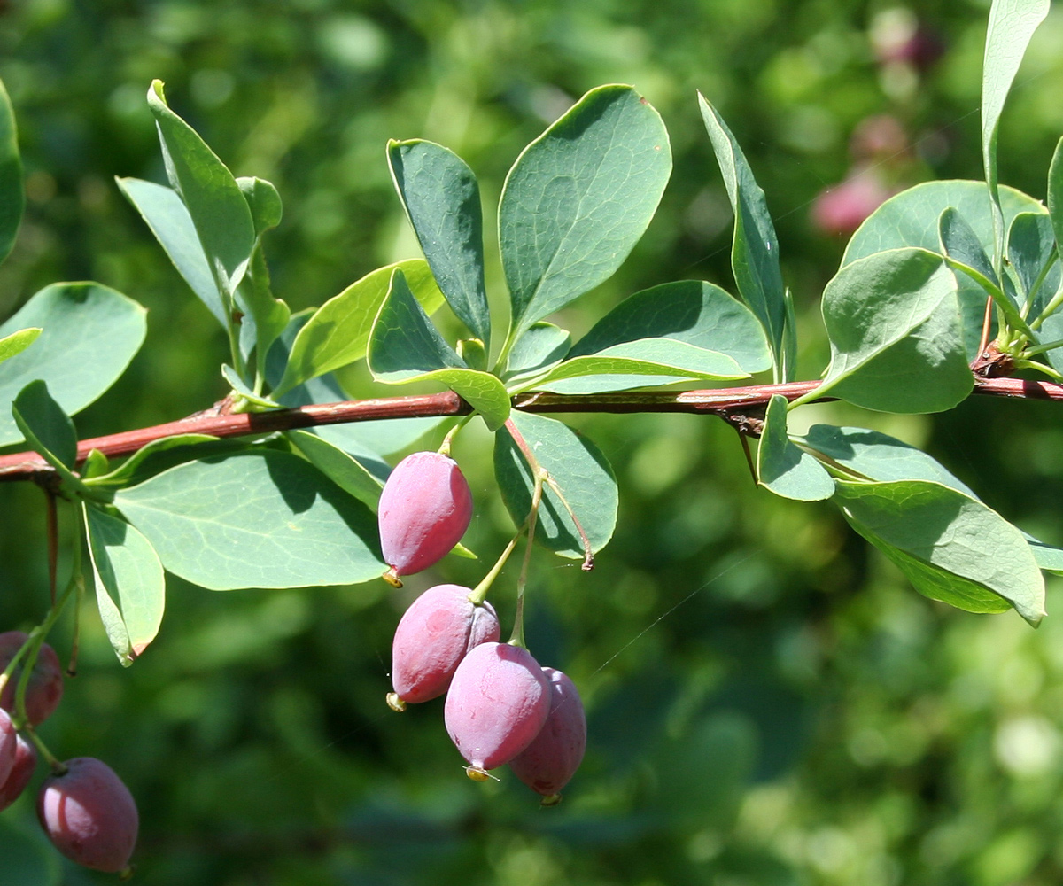 Изображение особи Berberis sphaerocarpa.