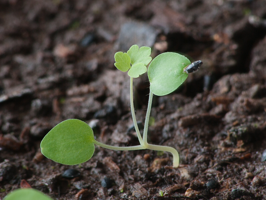 Image of Aquilegia vulgaris specimen.