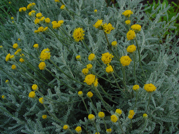 Image of Santolina chamaecyparissus specimen.