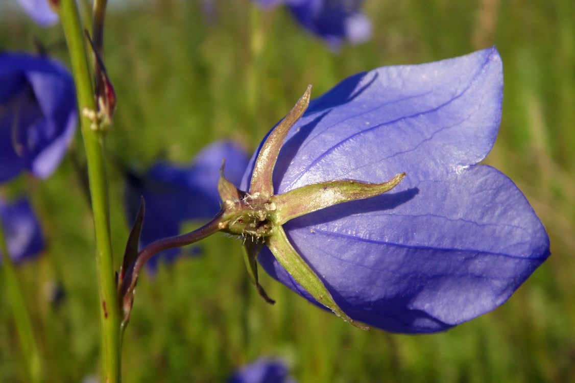 Image of Campanula persicifolia specimen.