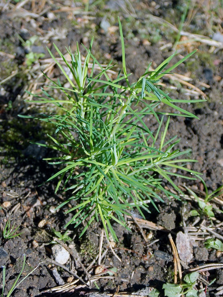 Image of Larix kamtschatica specimen.