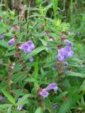 Scutellaria galericulata