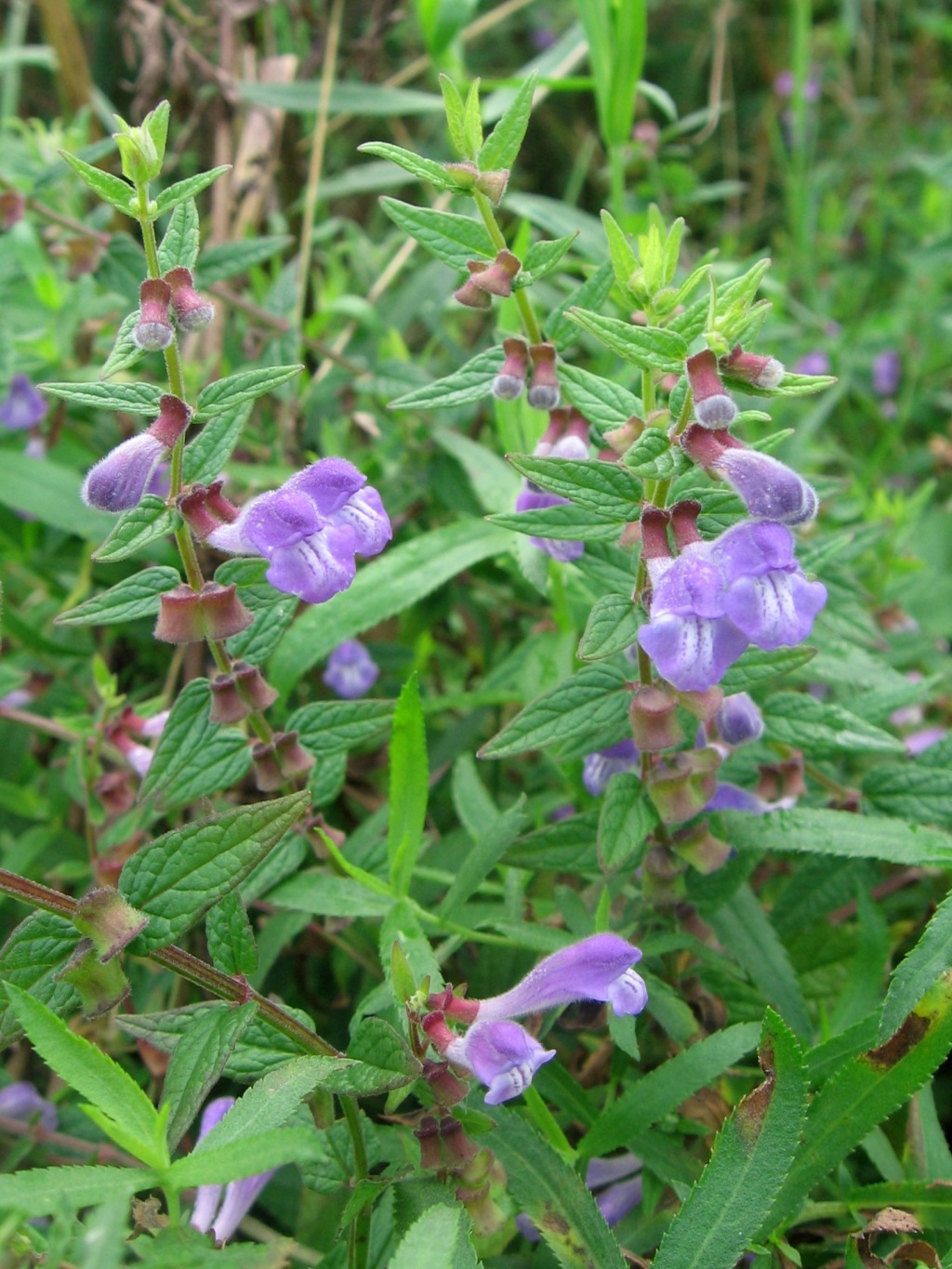 Image of Scutellaria galericulata specimen.