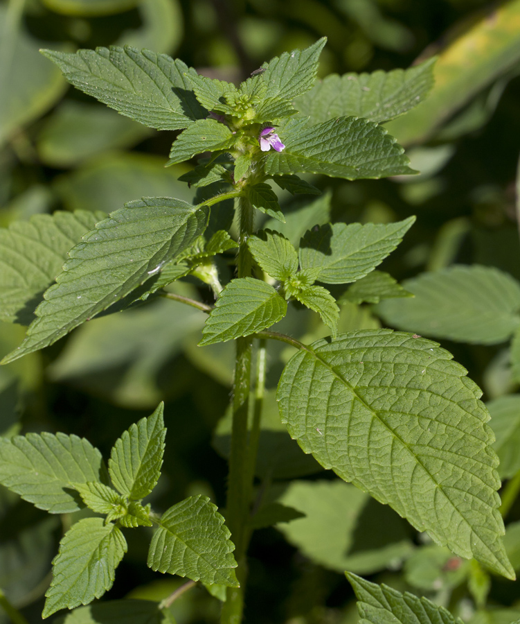 Изображение особи Galeopsis bifida.