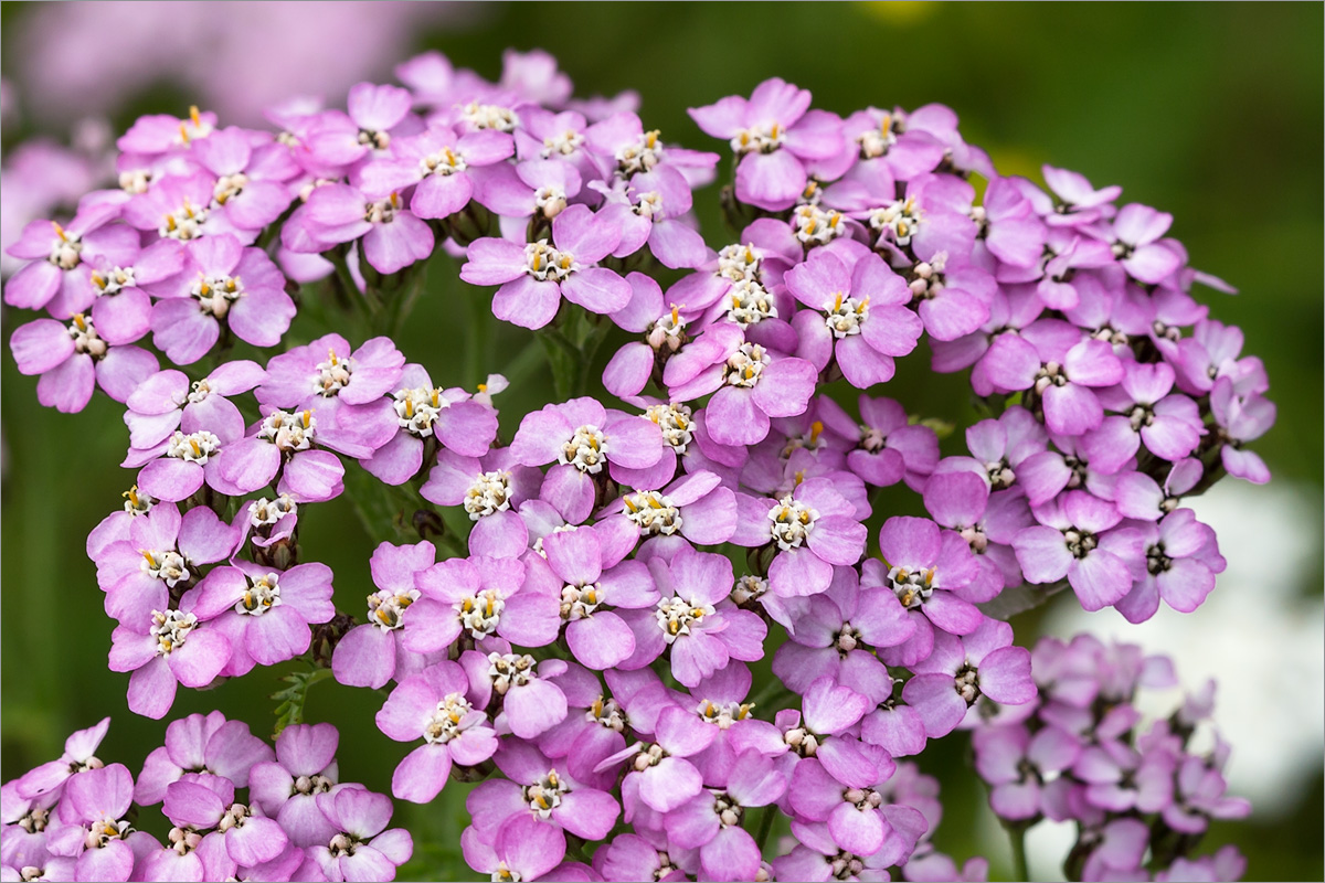 Изображение особи Achillea apiculata.