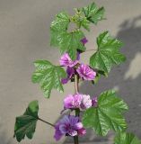 Malva mauritiana