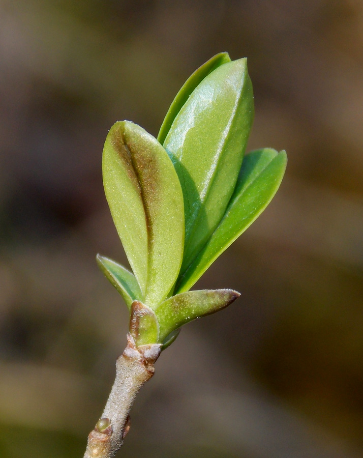 Изображение особи Ligustrum vulgare.