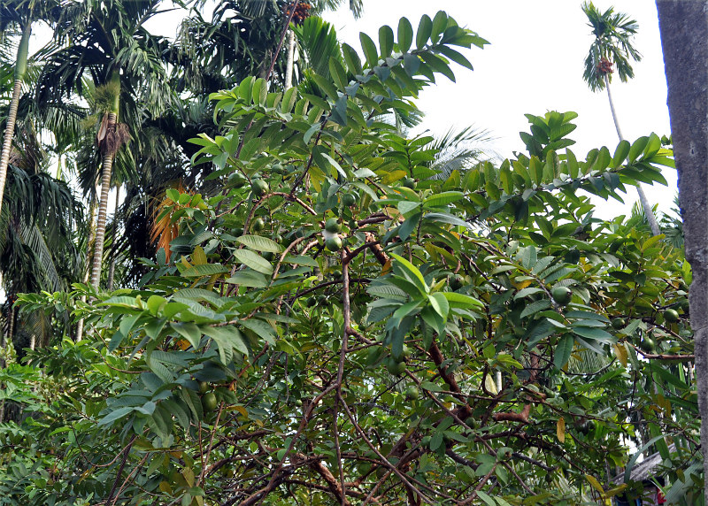 Image of Psidium guajava specimen.