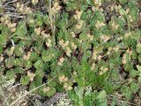 Androsace incana. Отцветшие растения. Иркутская обл., Усть-Ордынский р-н, гора Булен. 15.06.2014.