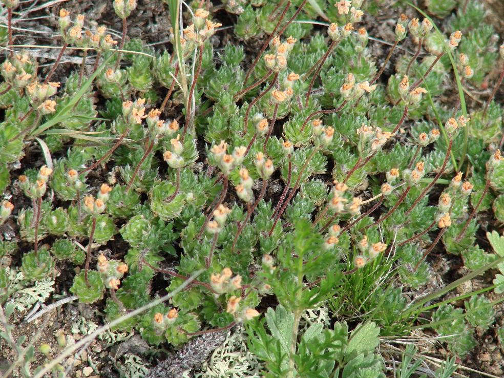 Image of Androsace incana specimen.