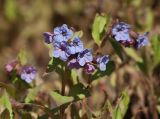 Pulmonaria obscura. Верхушки побегов с соцветиями. Мурманск, МГГУ, в культуре. 19.05.2015.