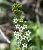 Thesium alatavicum. Верхушка соцветия. Кыргызстан, Нарынская обл., левый берег р. Нарын, долина руч. Бурган-Суу. 11.06.2015.