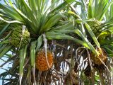 Pandanus tectorius