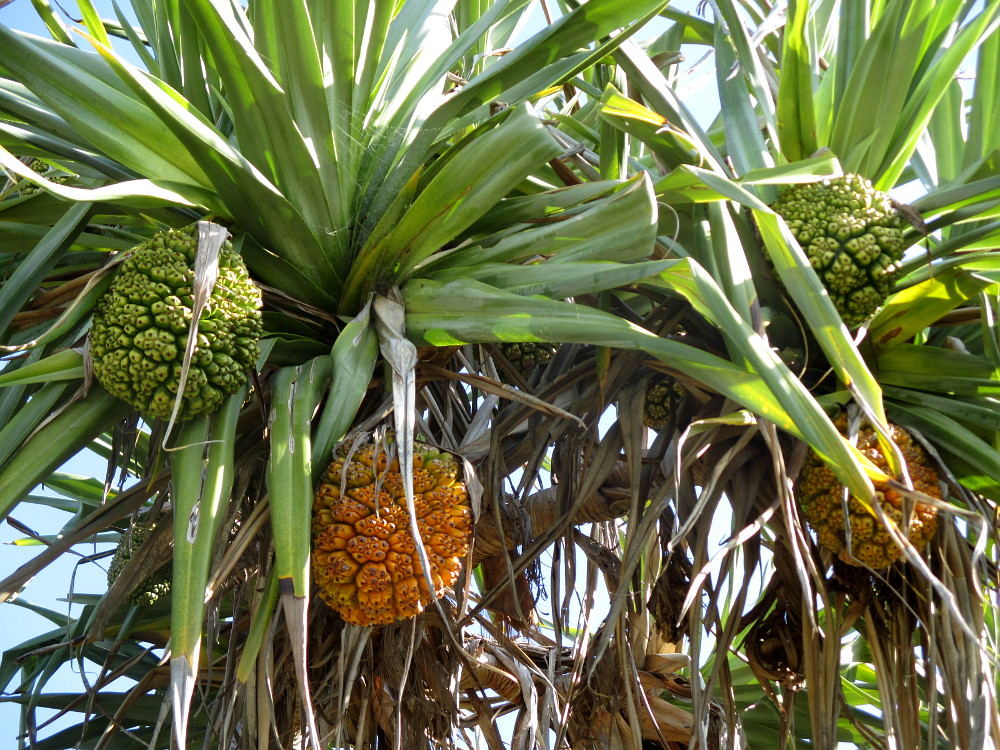 Изображение особи Pandanus tectorius.