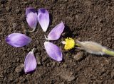 Pulsatilla multifida