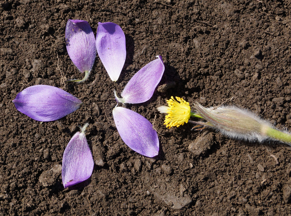 Image of Pulsatilla multifida specimen.