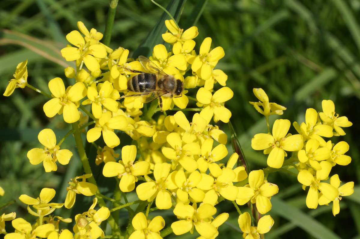 Image of Bunias orientalis specimen.