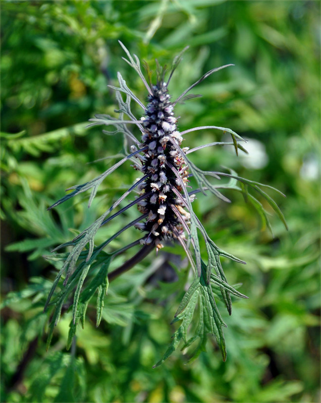 Image of Leonurus deminutus specimen.