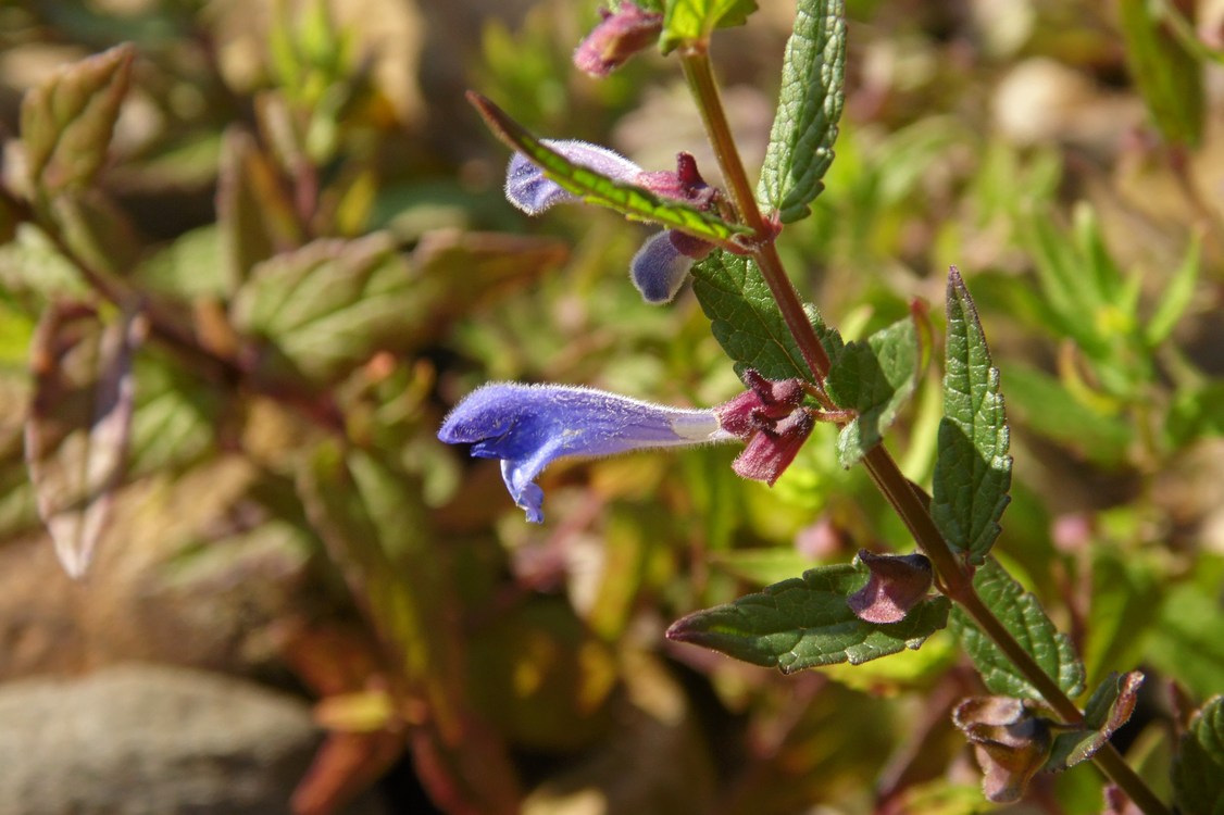 Image of Scutellaria galericulata specimen.