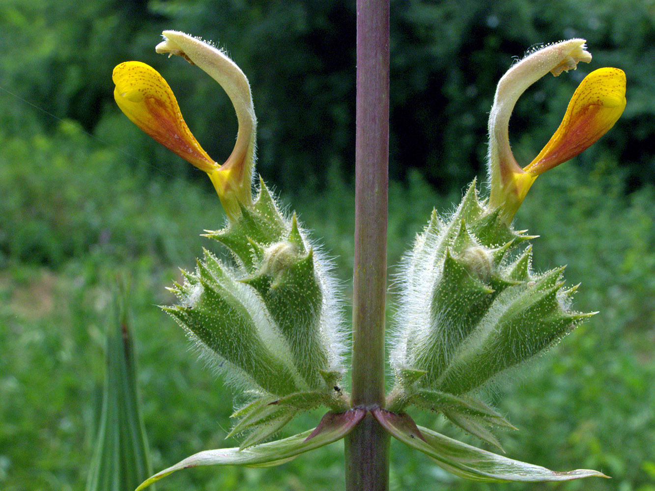 Изображение особи Phlomoides hissarica.