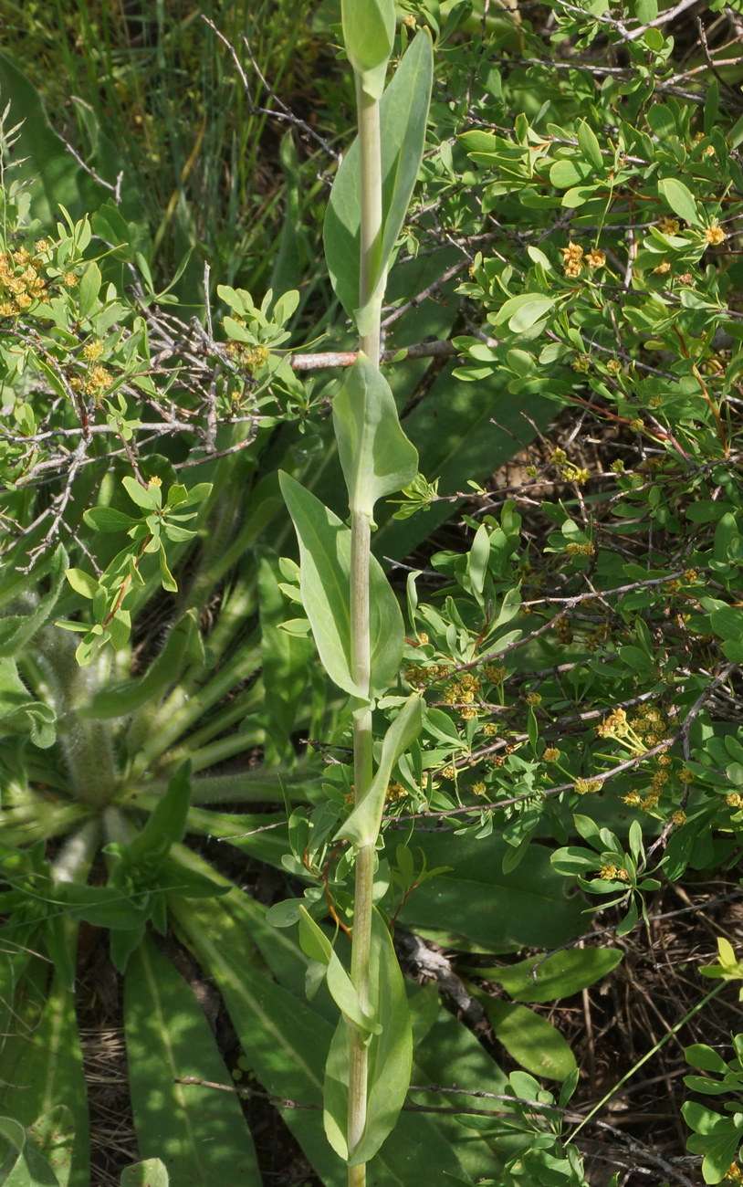 Image of Turritis glabra specimen.