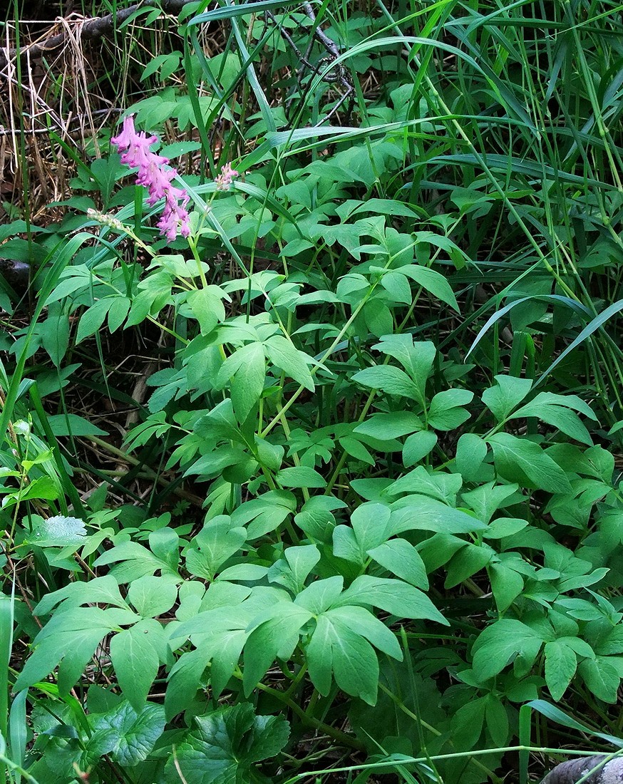 Image of Corydalis gigantea specimen.