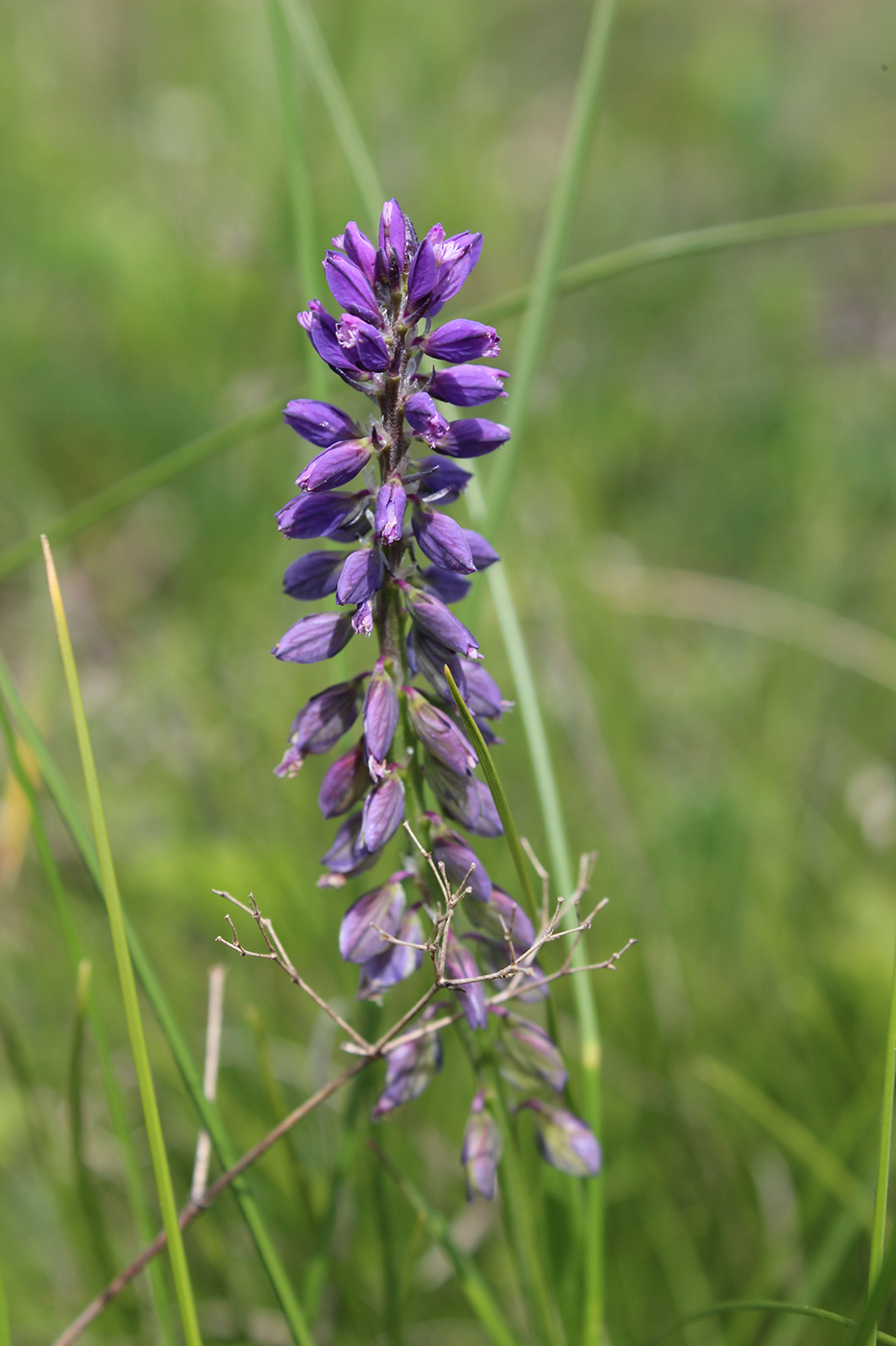 Image of Polygala comosa specimen.