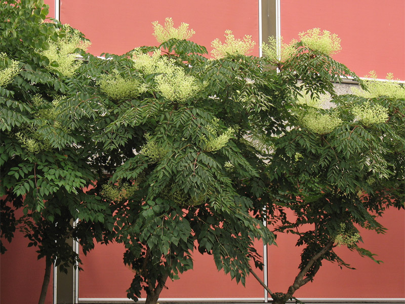 Image of Aralia elata specimen.