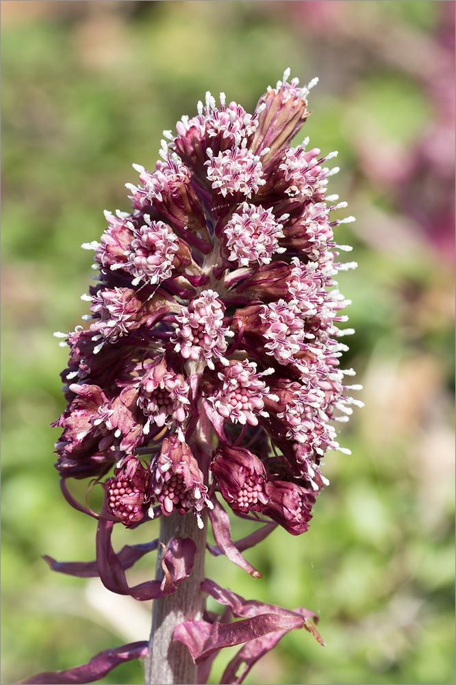 Изображение особи Petasites hybridus.