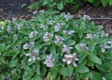 Pennellianthus frutescens. Цветущие растения. Сахалинская обл., Южно-Курильский р-н, о-в Кунашир, юго-восточный склон влк. Тятя. 12.08.2014.