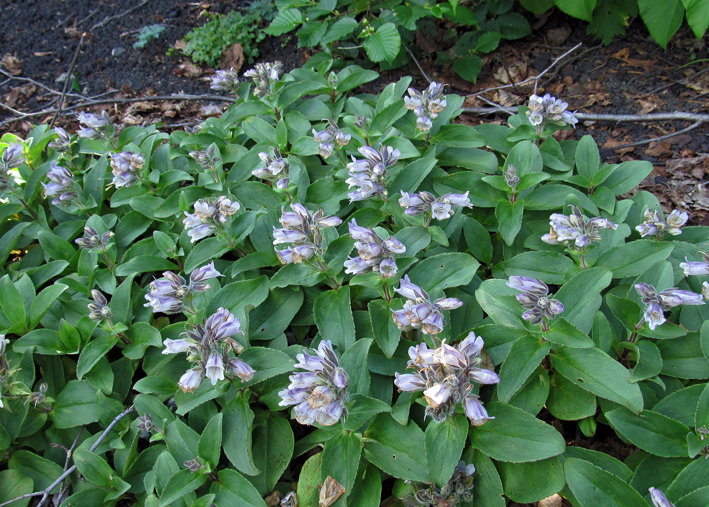 Image of Pennellianthus frutescens specimen.