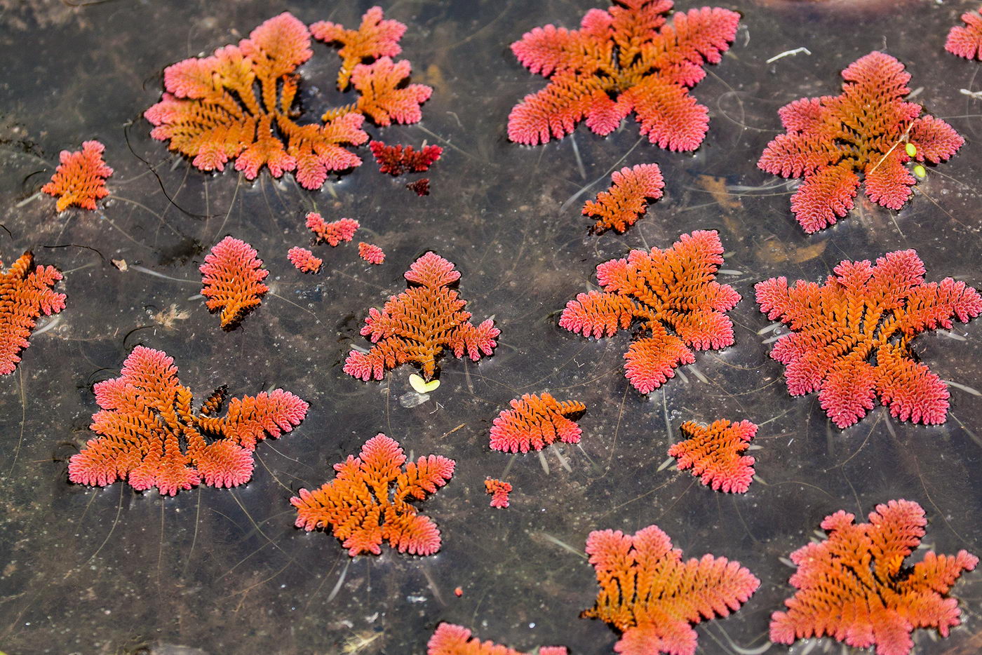 Image of Azolla pinnata ssp. africana specimen.