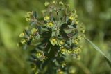 Euphorbia condylocarpa. Верхушка цветущего растения. Ставропольский край, Кавказские Минеральные Воды, окр. г. Ессентуки, заказник \"Большой Ессентучок\". 13.05.2016.