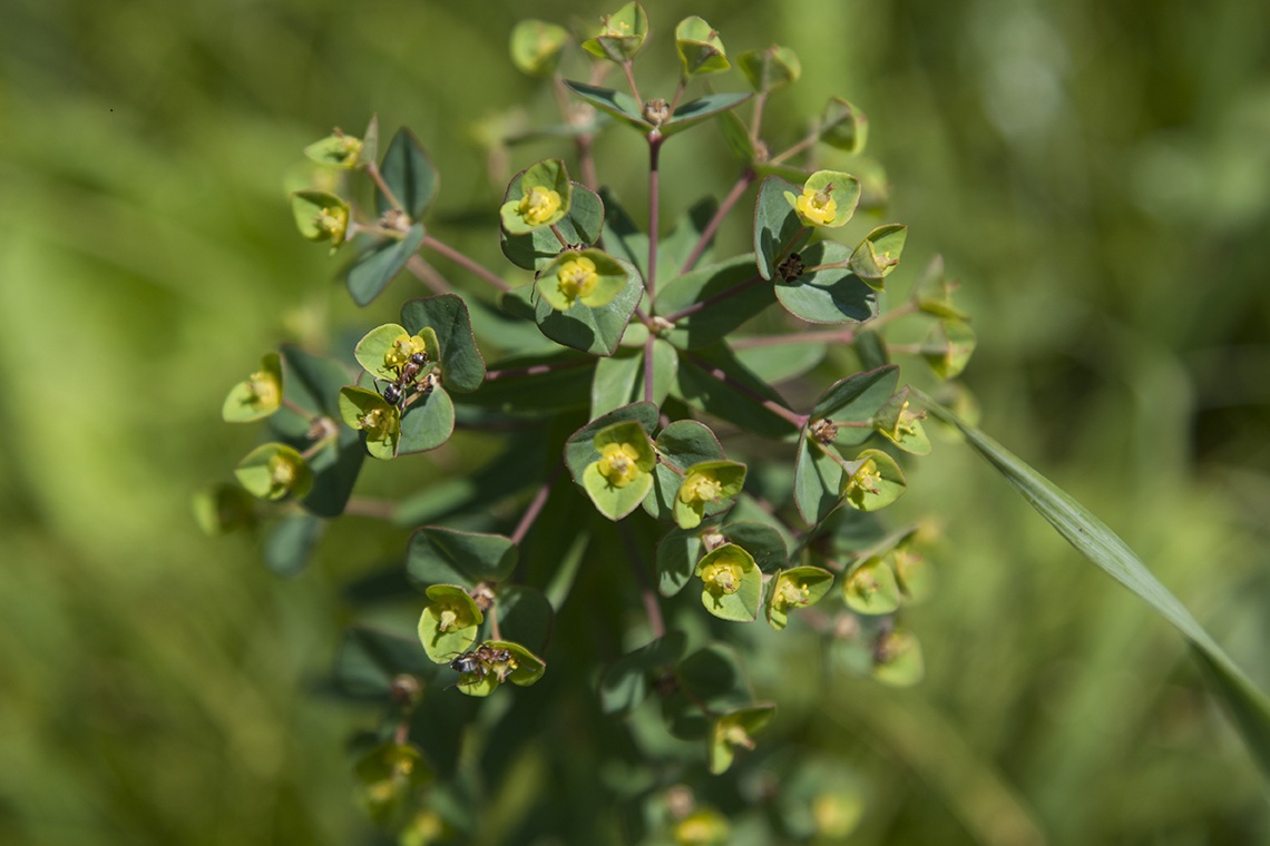 Изображение особи Euphorbia condylocarpa.