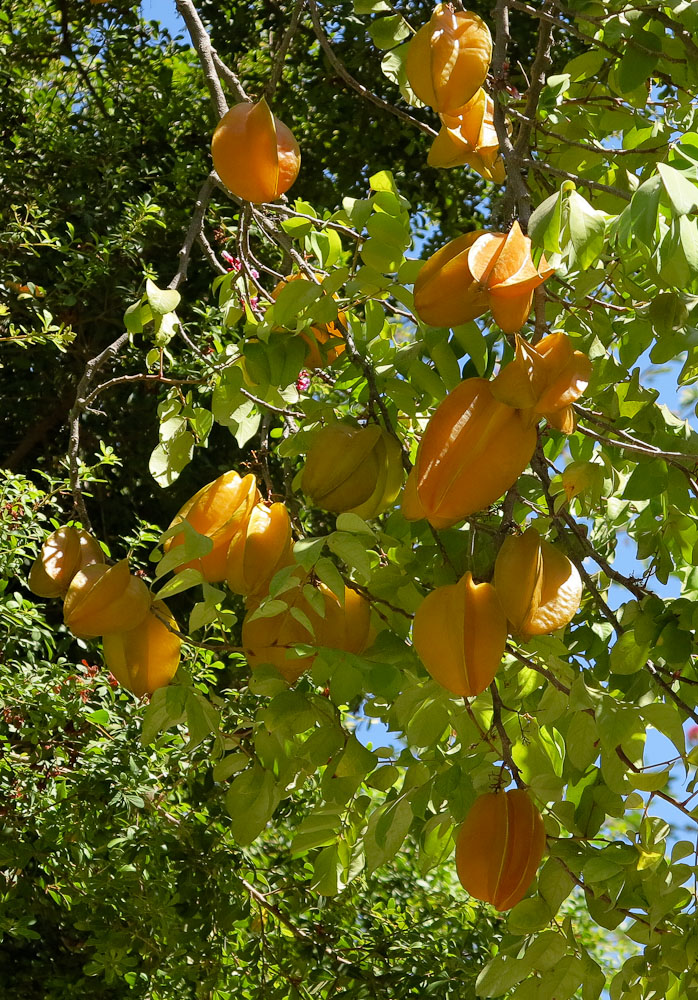 Изображение особи Averrhoa carambola.