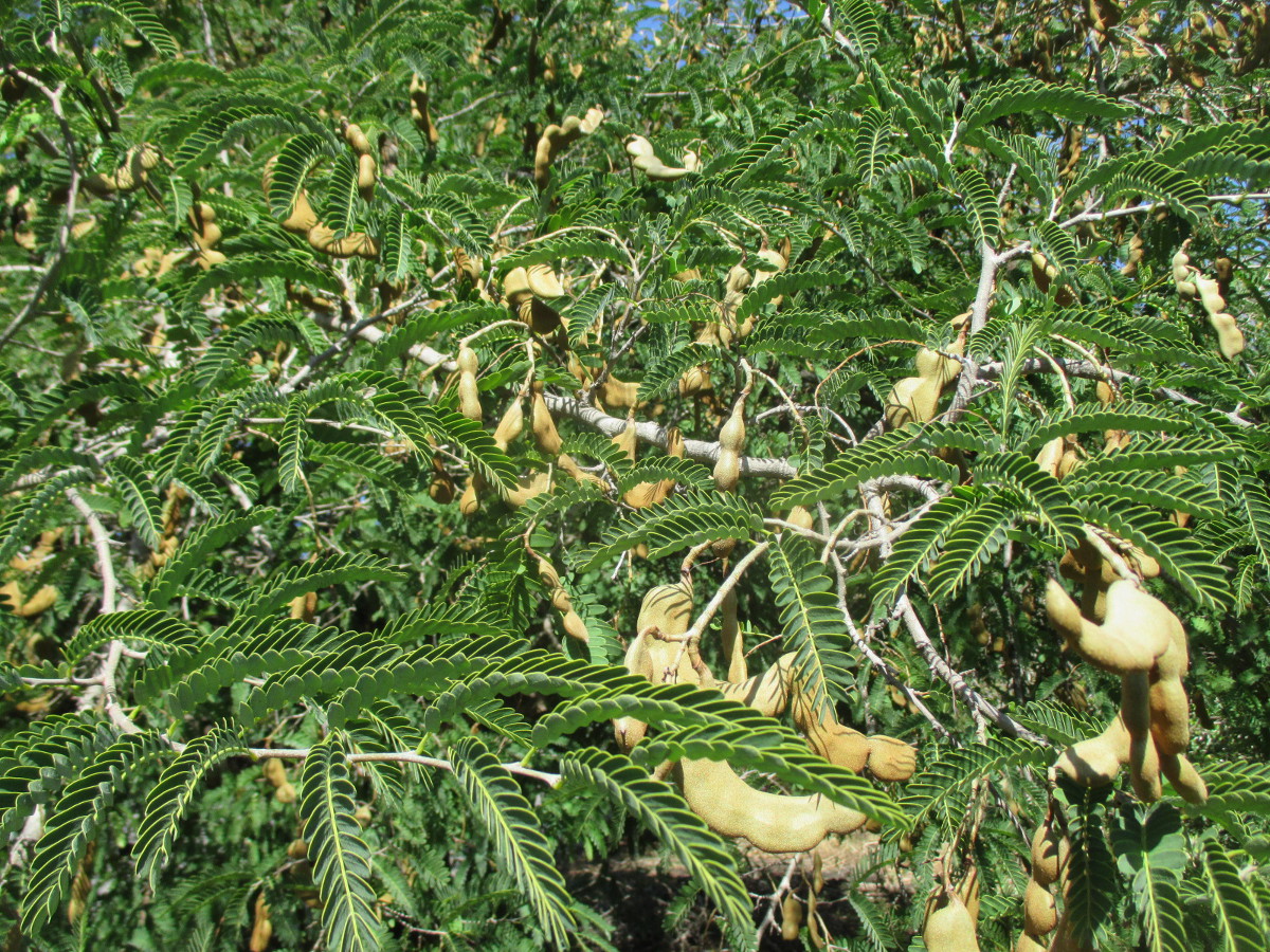 Image of Tamarindus indica specimen.