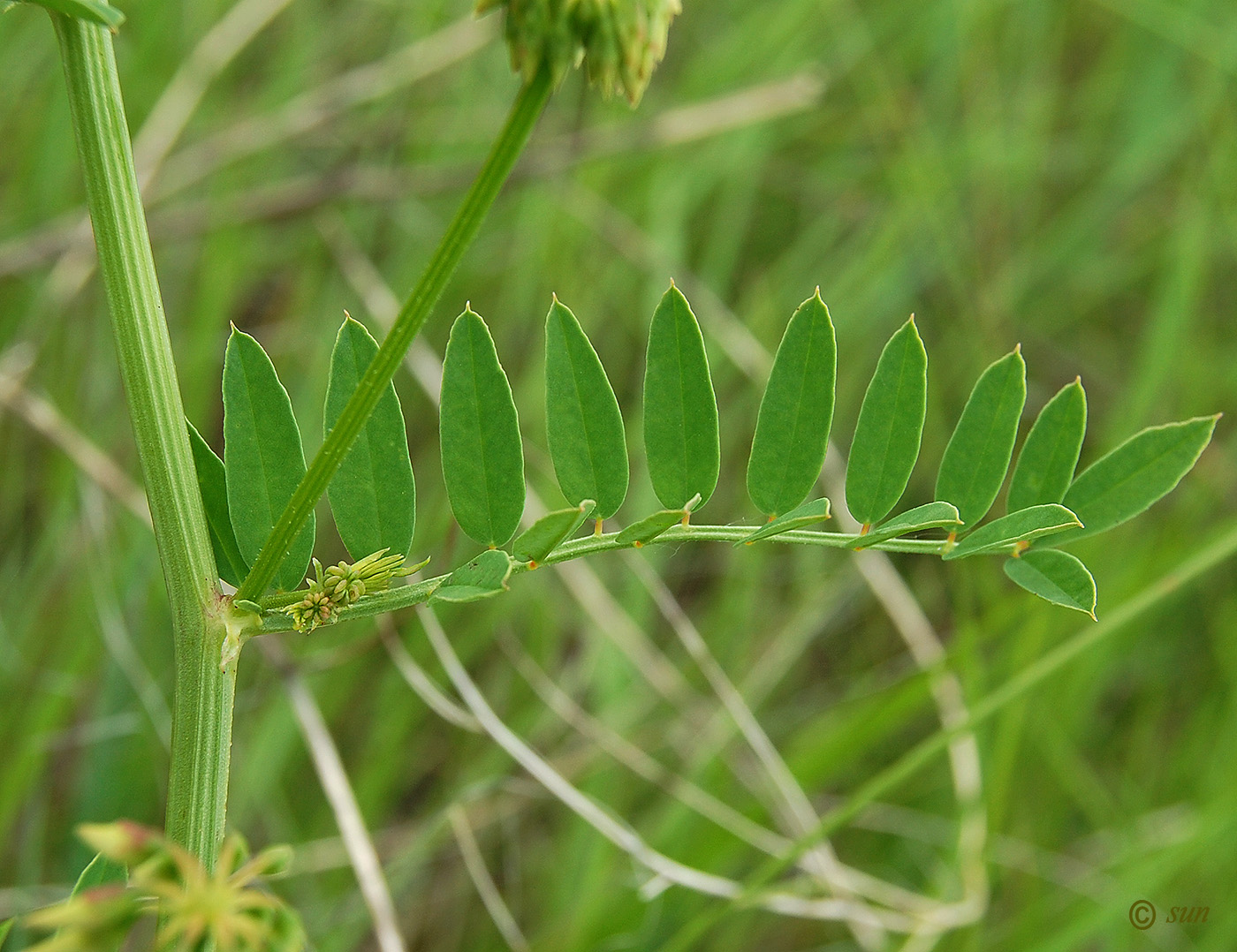 Image of Securigera varia specimen.