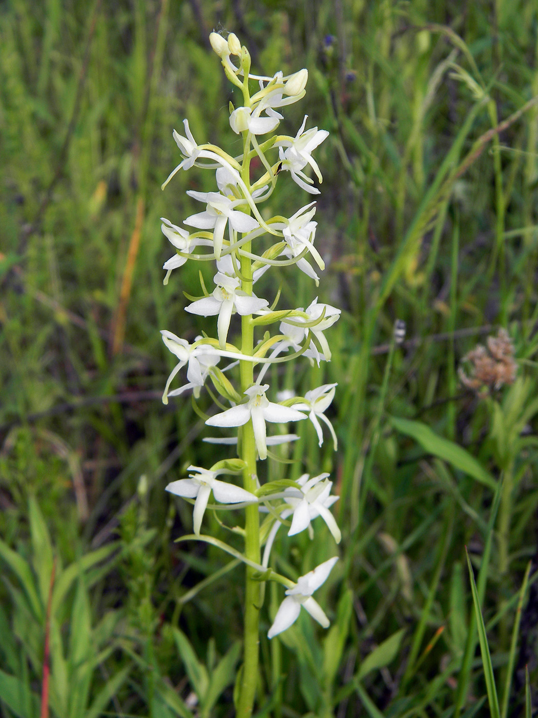 Изображение особи Platanthera bifolia.