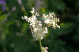 Filipendula vulgaris. Соцветие с кормящейся бронзовкой из рода Cetonia. Татарстан, Нижнекамский р-н, окр. дер. Благодатная, лесостепной участок с чередованием степи и перелесков с преобладанием дуба, открытый участок. 5 июня 2016 г.