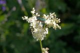 Filipendula vulgaris