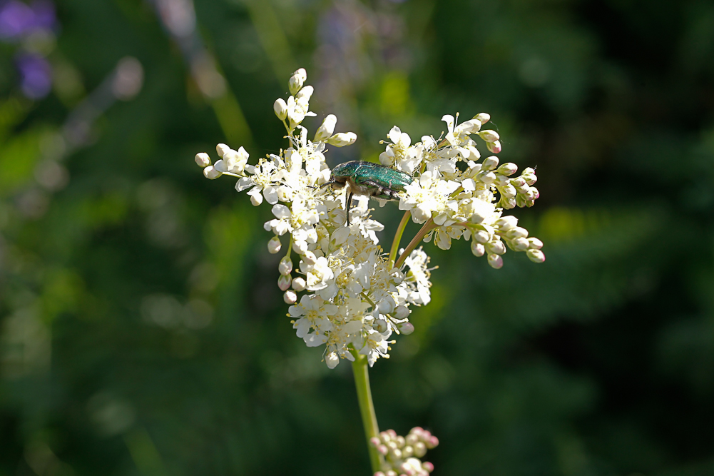 Изображение особи Filipendula vulgaris.