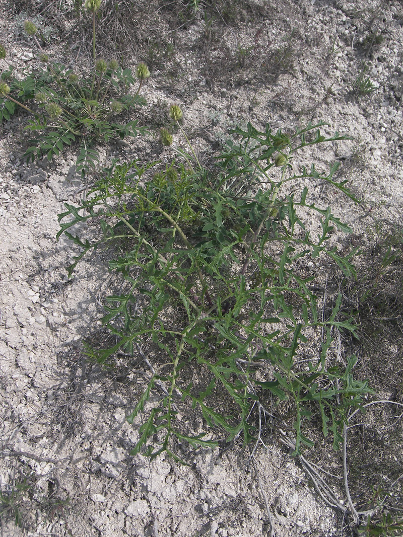 Image of Crambe tataria specimen.