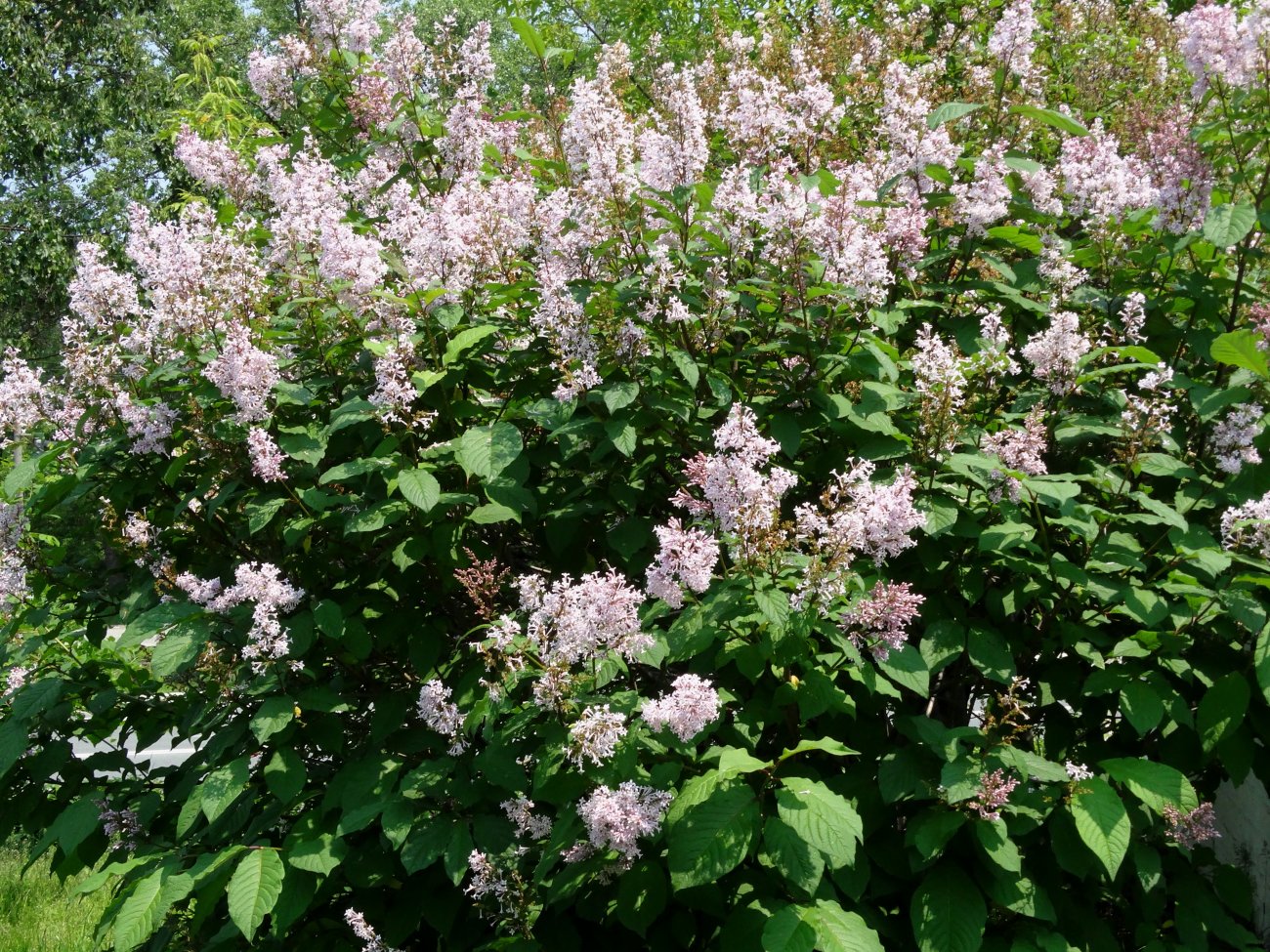 Image of Syringa josikaea specimen.