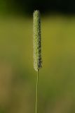 Phleum pratense