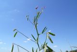 Lathyrus hirsutus. Верхушка цветущего и плодоносящего растения. Республика Адыгея, Майкопский р-н, окр. хутора Дьяков, сырой луг возле пруда. 25.06.2016.