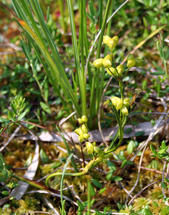 Изображение особи Scheuchzeria palustris.