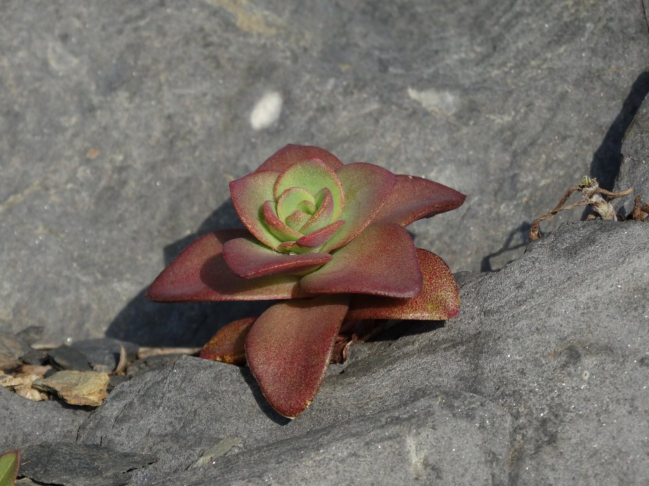 Image of Orostachys maximowiczii specimen.