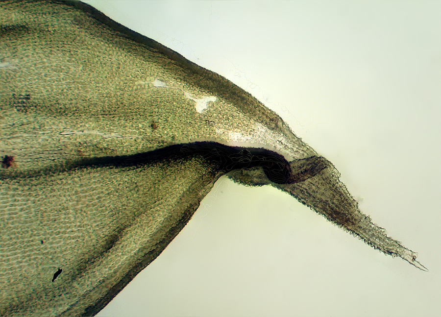Изображение особи Niphotrichum canescens.